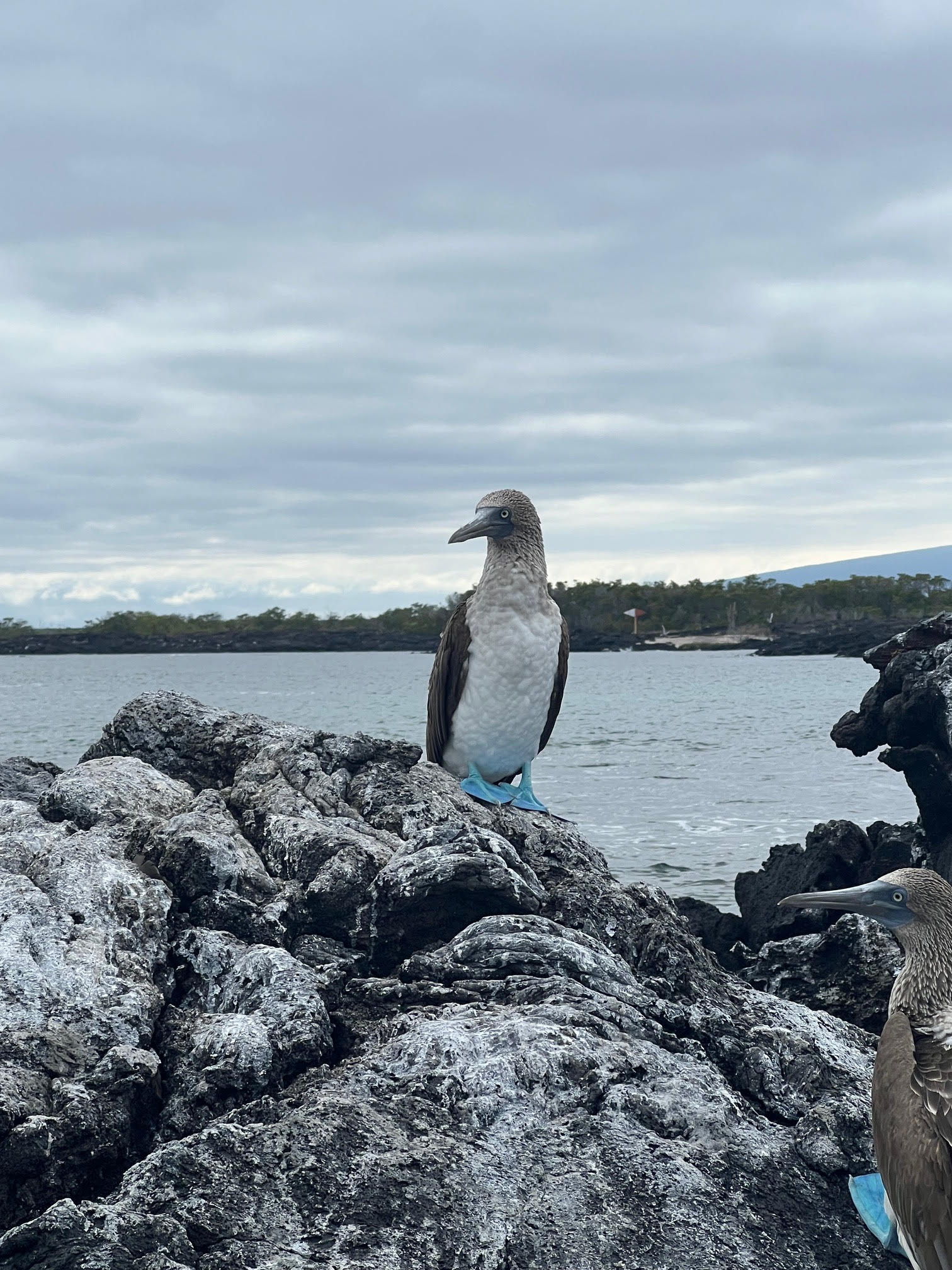 איתן נסיעות גלפגוס טיולים לדרום אמריקה bird blue footed boby